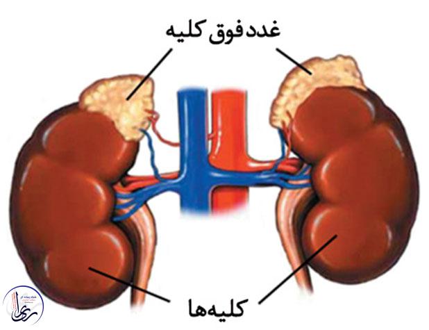 غدد فوق کلیوی