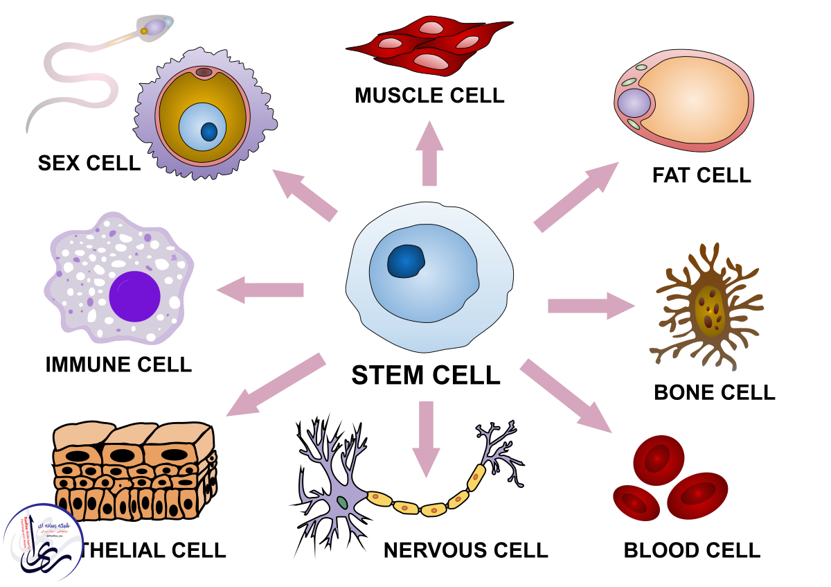 Stem Cells