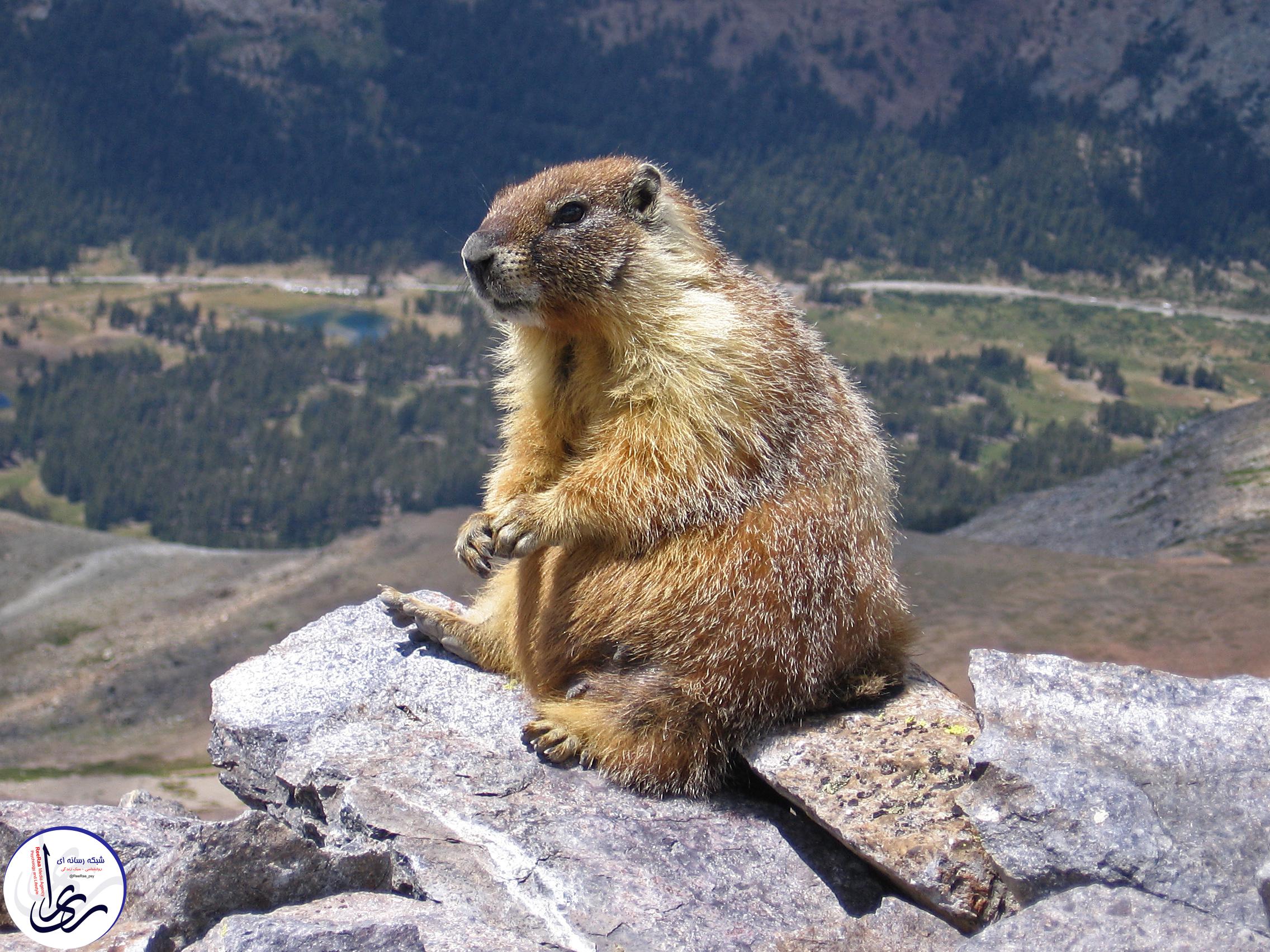 Marmot