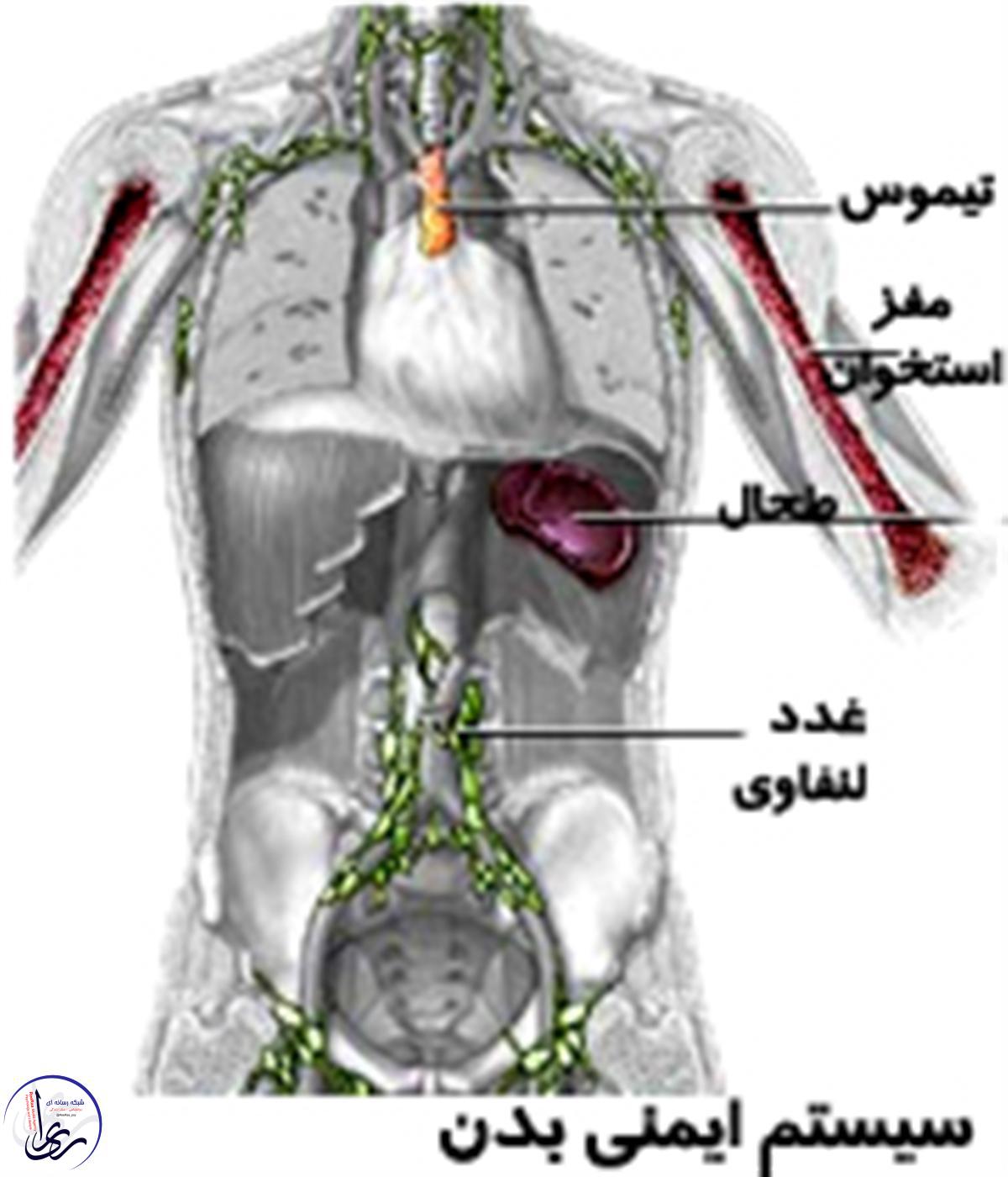 سیستم ایمنی بدن